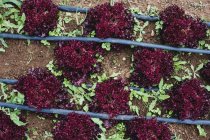 Hohe Nahaufnahme von Reihen von rotem Blattsalat auf einem Feld. — Stockfoto