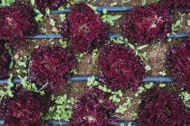 High angle close up of rows of red leaf lettuce in a field. — Stock Photo