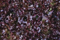 High angle close up of purple collard greens. — Stock Photo