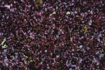 Gros plan à angle élevé des verts à collet violet. — Photo de stock