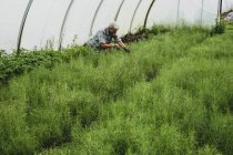 Mujer arrodillada en un túnel de poli, cosechando hierbas frescas. - foto de stock