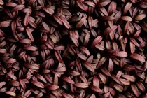 Close up of tightly packed Amaranth Aztec microgreen seedlings shot from above — Stock Photo