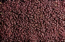 Close up of tightly packed Amaranth Aztec microgreen seedlings shot from above — Stock Photo