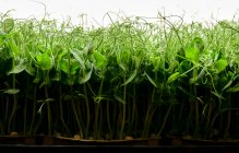 Seitenansicht dicht gepackter Erbsensetzlinge, die in einem städtischen Bauernhof wachsen — Stockfoto