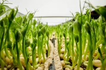 Nahaufnahme von dicht gepackten Erbsensetzlingen, die in einem städtischen Bauernhof wachsen — Stockfoto