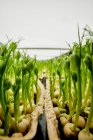 Nahaufnahme von dicht gepackten Erbsensetzlingen, die in einem städtischen Bauernhof wachsen — Stockfoto
