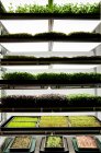 Vassoi di piantine microverdi che crescono in azienda agricola urbana — Foto stock