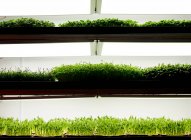 Vassoi di piantine microverdi che crescono in azienda agricola urbana — Foto stock