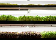 Bandejas de mudas microverdes que crescem na fazenda urbana — Fotografia de Stock