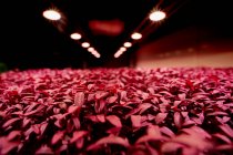 Gros plan sur les semis microverts Amaranth Aztec bien emballés qui poussent dans les fermes urbaines — Photo de stock