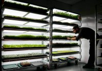 Man tending trays of microgreen seedlings growing in urban farm — Stock Photo