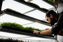 Man tending trays of microgreen seedlings growing in urban farm — Stock Photo