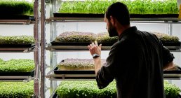 Mann pflegt Tabletts mit mikrogrünen Sämlingen, die in einem städtischen Bauernhof wachsen — Stockfoto