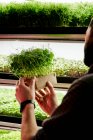 Homem segurando bandeja de mudas de ervilha microgreens na fazenda urbana — Fotografia de Stock