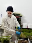 Чоловік збирає мікрозелень у міській фермі — стокове фото