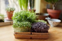 Microgreens crescendo em bandeja na superfície de madeira em casa — Fotografia de Stock