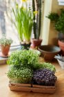 Мікрозелень, що ростуть в лотку на дерев'яній поверхні в домашніх умовах — стокове фото