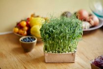 Microgreens poussant à la maison, vue rapprochée — Photo de stock