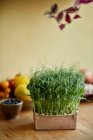 Microgreens creciendo en casa, vista de cerca - foto de stock