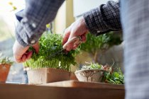 Colheita de microgreens usando tesoura em casa para salada — Fotografia de Stock