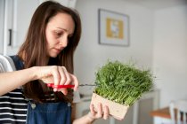 Женщина собирает микрозеленый горох с помощью ножниц — стоковое фото