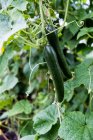 Close up of cucumber plants growing on the vine. — Stock Photo