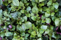 High angle close up of green and purple mint. — Foto stock