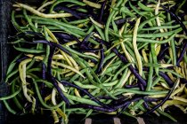 High angle close up of freshly picked green, yellow and purple beans. — Fotografia de Stock