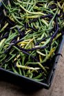 High angle close up of freshly picked green, yellow and purple beans. — Stock Photo