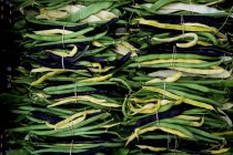 High angle close up of freshly picked green, yellow and purple beans. — Stock Photo