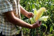 Крупним планом фермер стоїть на полі, тримаючи свіжовибраний солодкий кукурудза . — стокове фото