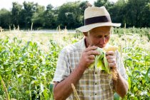 Farmer standing in a field, eating freshly picked sweetcorn. — Stock Photo
