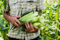 Primer plano del agricultor parado en un campo, sosteniendo maíz dulce recién recogido. - foto de stock