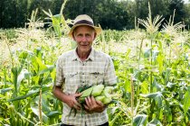 Farmer standing in a field, holding freshly picked sweetcorn. — Stock Photo