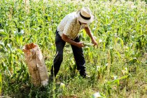 Фермер стоїть у полі, збирає солодку кукурудзу, кладе її в паперовий мішок . — стокове фото
