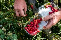 High angle close up of farmer standing in a field, holding punnet of freshly picked raspberries. — Stock Photo