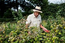 Farmer standing in a field, holding punnet of freshly picked raspberries. — Stock Photo