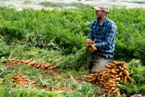 Фермер на колінах у полі, тримаючи купу свіжоспеченої моркви . — стокове фото
