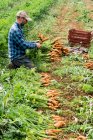 Farmer kneeling in a field, holding bunch of freshly picked carrots. — Fotografia de Stock