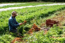 Bauer kniet auf einem Feld und hält ein Bündel frisch gepflückter Möhren in der Hand. — Stockfoto