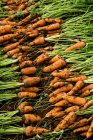 Primer plano de racimos de zanahorias recién recogidas. - foto de stock