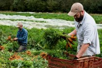 Two farmers kneeling in a field, holding bunches of freshly picked carrots. — Stock Photo