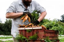 Farmer standing in a field, packing bunches of freshly picked carrots into plastic crates. — Stock Photo