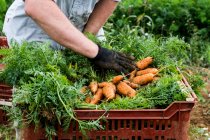 Фермер, стоящий в поле, упаковывает кучу свежесобранной моркови в пластиковые ящики. — стоковое фото