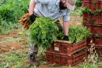 Agricultor parado en un campo, empacando racimos de zanahorias recién recogidas en cajas de plástico. - foto de stock