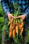 Близько фермера, що стоїть на полі, тримає свіжоспечену моркву . — стокове фото