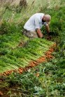 Farmer kneeling in a field, holding bunch of freshly picked carrots. — Foto stock