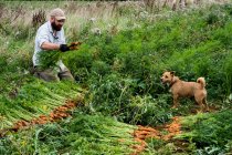 Фермер преклонил колени в поле, держа в руках кучу свежесобранной моркови. — стоковое фото