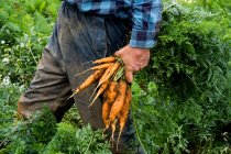 Фермер, що стоїть у полі, тримає свіжоспечену моркву . — стокове фото