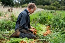 Agricultor arrodillado en un campo, sosteniendo racimo de zanahorias recién recogidas. - foto de stock